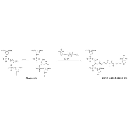 Diagram - Nucleostain™ DNA Damage Quantification Kit - AP Site Counting (A57402) - Antibodies.com