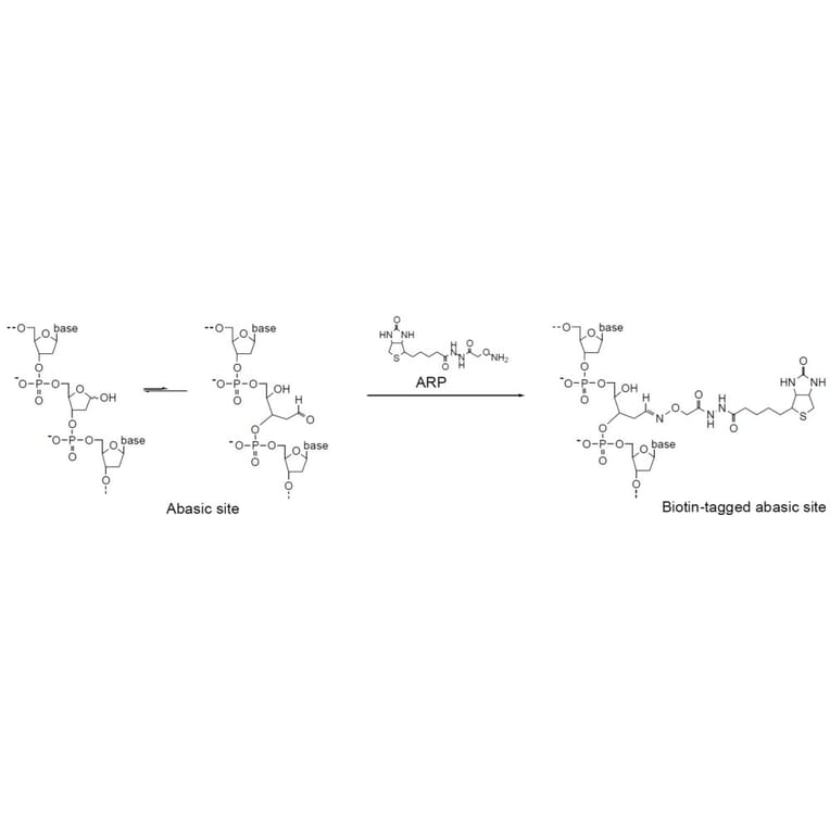 Diagram - Nucleostain™ DNA Damage Quantification Kit - AP Site Counting (A57402) - Antibodies.com