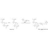 Diagram - Nucleostain™ DNA Damage Quantification Kit - AP Site Counting (A57402) - Antibodies.com