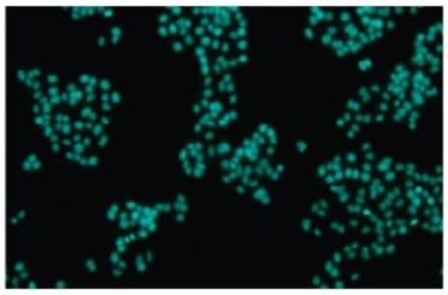 Diagram - Cellstain™ DAPI - Nuclear Stain Solution (A57411) - Antibodies.com