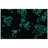 Diagram - Cellstain™ DAPI - Nuclear Stain Solution (A57411) - Antibodies.com