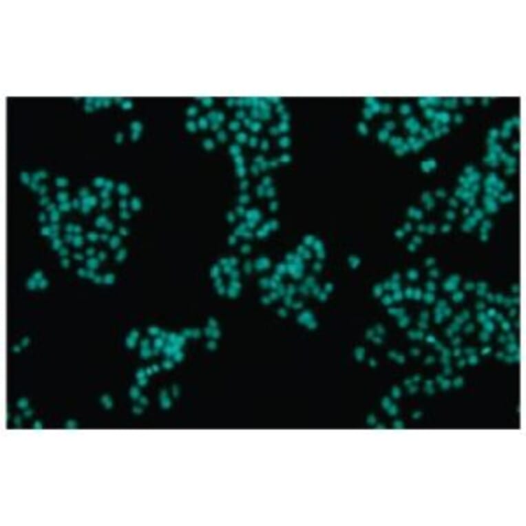 Diagram - Cellstain™ DAPI - Nuclear Stain (A57419) - Antibodies.com
