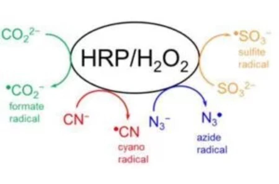 Diagram - DMPO - Spin Trap Reagent (A57421) - Antibodies.com