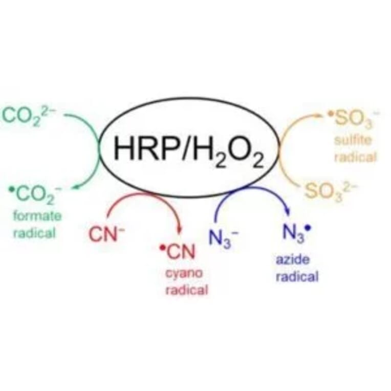 Diagram - DMPO - Spin Trap Reagent (A57421) - Antibodies.com