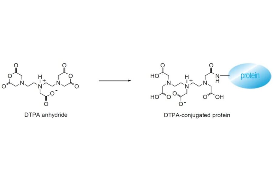 Diagram - DTPA Anhydride - Chelator Activation Reagent (A57425) - Antibodies.com