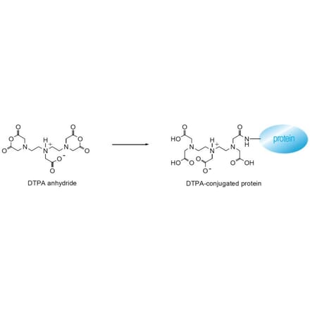 Diagram - DTPA Anhydride - Chelator Activation Reagent (A57425) - Antibodies.com