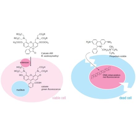 Diagram - Cellstain™ Double Staining Kit - Live/Dead Assay (A57432) - Antibodies.com
