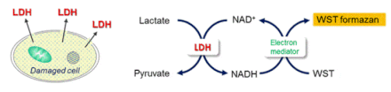 Diagram - LDH Cytotoxicity Assay Kit - WST Method (A57433) - Antibodies.com