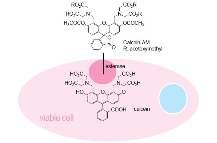 Diagram - Cell Counting Kit-F - Fluorometric Method (A57434) - Antibodies.com