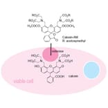 Diagram - Cell Counting Kit-F - Fluorometric Method (A57434) - Antibodies.com