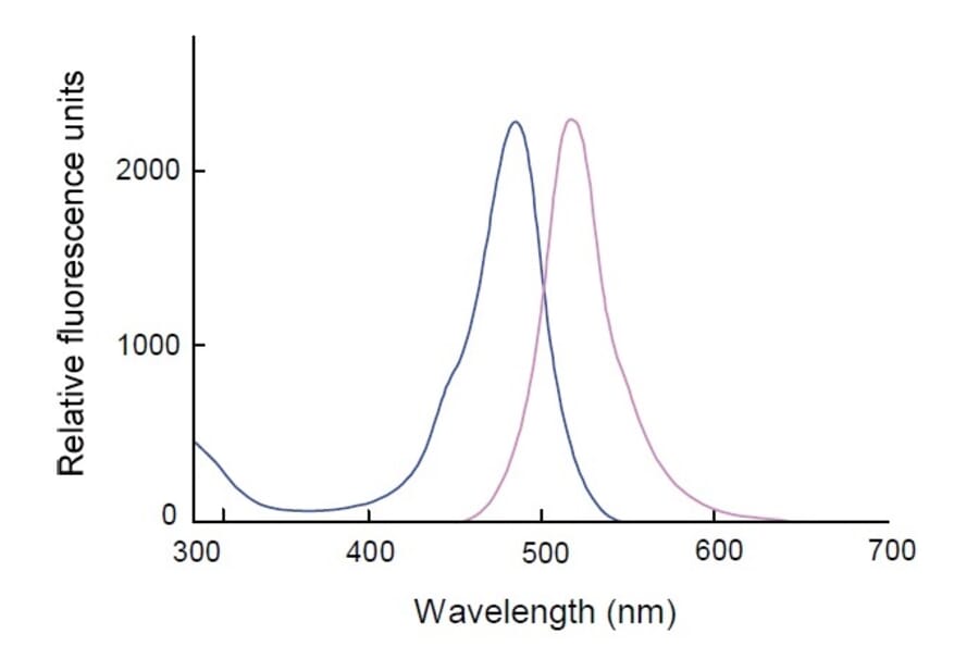 Diagram - Cell Counting Kit-F - Fluorometric Method (A57434) - Antibodies.com