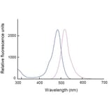 Diagram - Cell Counting Kit-F - Fluorometric Method (A57434) - Antibodies.com
