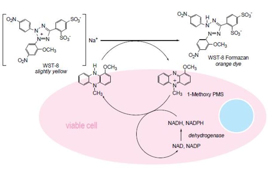 Diagram - Cell Counting Kit-8 - WST-8 Method (A57435) - Antibodies.com