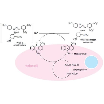 Diagram - Cell Counting Kit-8 - WST-8 Method (A57435) - Antibodies.com