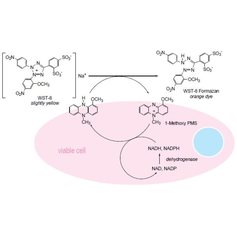 Diagram - Cell Counting Kit-8 - WST-8 Method (A57435) - Antibodies.com