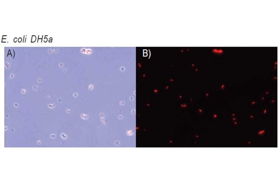 Diagram - CTC Tetrazolium Salt - Microbial Viability Reagent (A57439) - Antibodies.com
