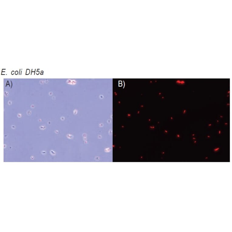 Diagram - CTC Tetrazolium Salt - Microbial Viability Reagent (A57439) - Antibodies.com