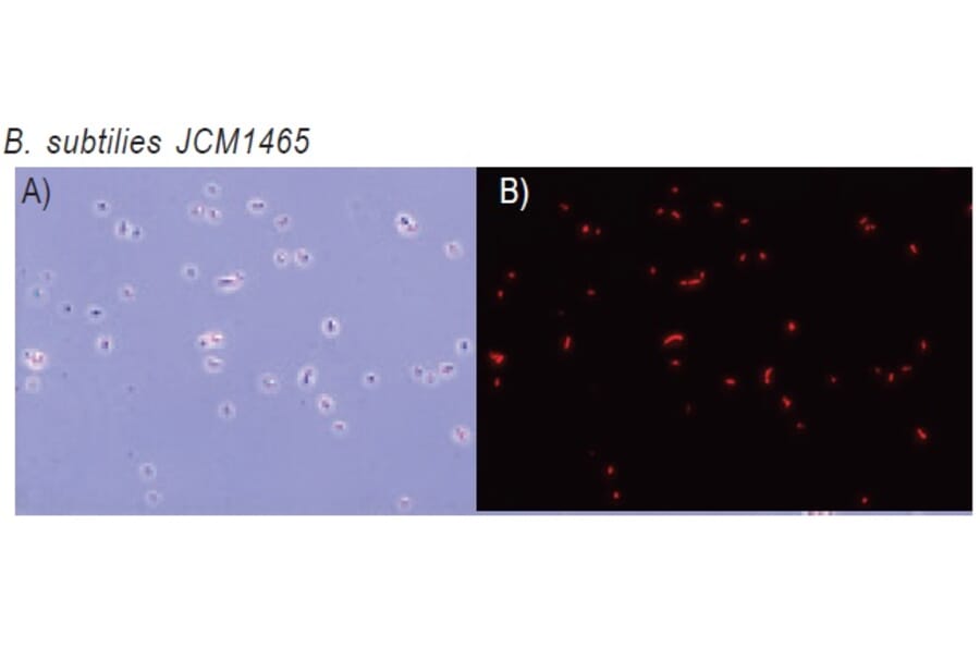 Diagram - CTC Tetrazolium Salt - Microbial Viability Reagent (A57439) - Antibodies.com