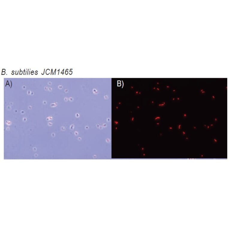 Diagram - CTC Tetrazolium Salt - Microbial Viability Reagent (A57439) - Antibodies.com