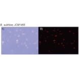 Diagram - CTC Tetrazolium Salt - Microbial Viability Reagent (A57439) - Antibodies.com