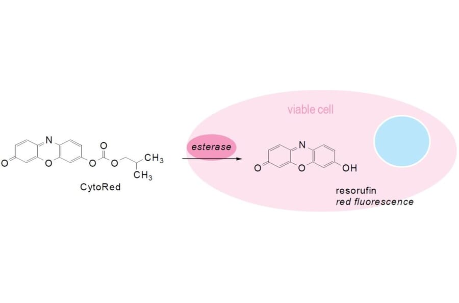 Diagram - Cellstain™ CytoRed - Cytoplasmic Stain Solution (A57441) - Antibodies.com