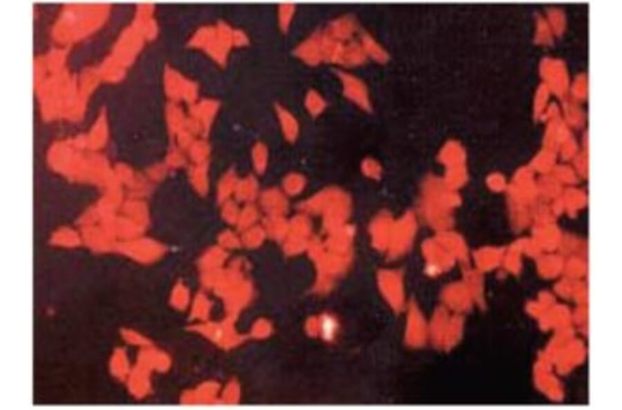 Diagram - Cellstain™ CytoRed - Cytoplasmic Stain Solution (A57441) - Antibodies.com