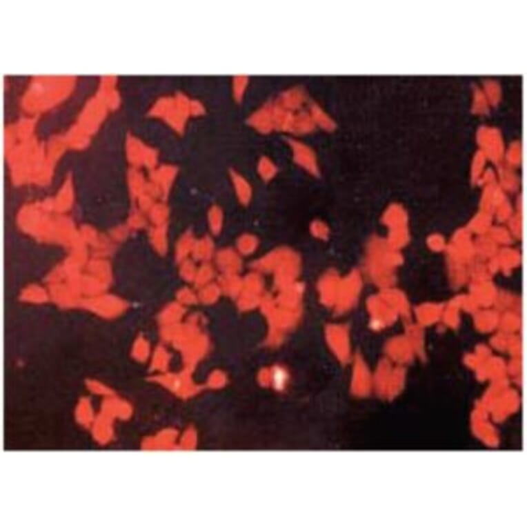 Diagram - Cellstain™ CytoRed - Cytoplasmic Stain Solution (A57441) - Antibodies.com