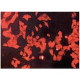 Diagram - Cellstain™ CytoRed - Cytoplasmic Stain Solution (A57441) - Antibodies.com