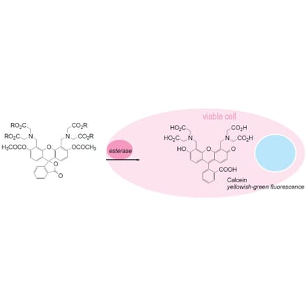 Diagram - Cellstain™ Calcein-AM - Viability Stain Solution (A57446) - Antibodies.com