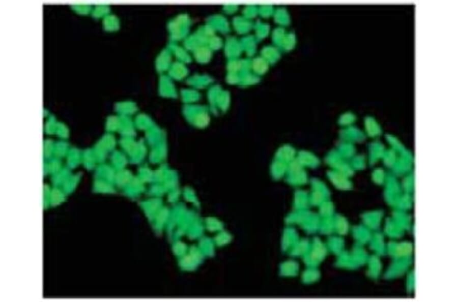 Diagram - Cellstain™ Calcein-AM - Viability Stain Solution (A57446) - Antibodies.com