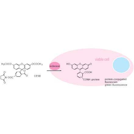 Diagram - Cellstain™ CFSE - Proliferation Dye (A57451) - Antibodies.com
