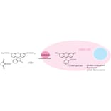 Diagram - Cellstain™ CFSE - Proliferation Dye (A57451) - Antibodies.com