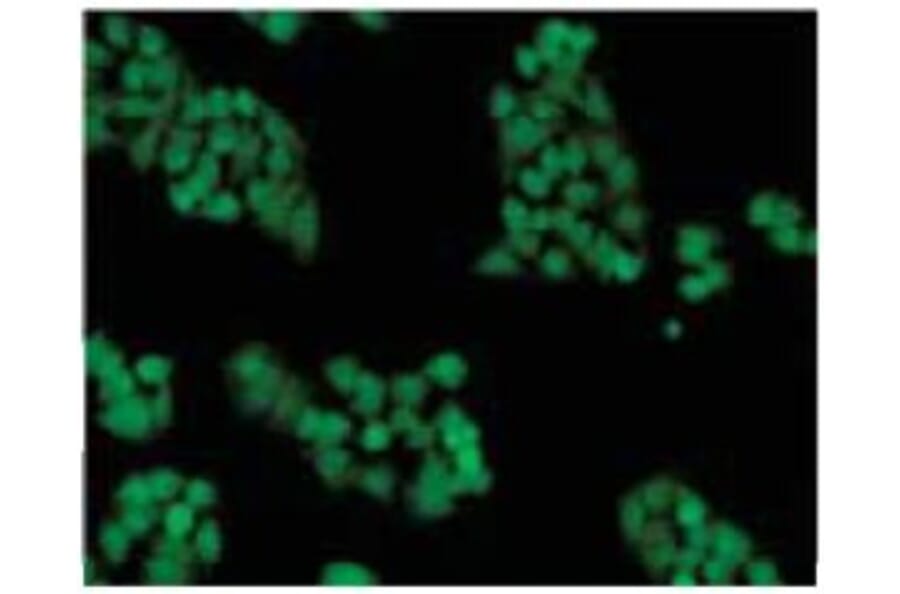 Diagram - Cellstain™ CFSE - Proliferation Dye (A57451) - Antibodies.com