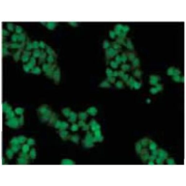 Diagram - Cellstain™ CFSE - Proliferation Dye (A57451) - Antibodies.com