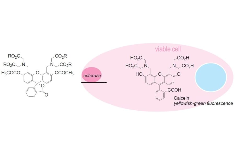 Diagram - Cellstain™ Calcein-AM - Viability Stain (A57453) - Antibodies.com