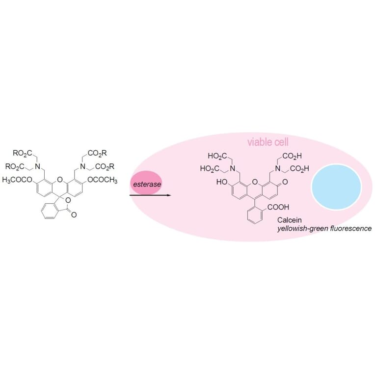 Diagram - Cellstain™ Calcein-AM - Viability Stain (A57453) - Antibodies.com