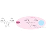 Diagram - Cellstain™ Calcein-AM - Viability Stain (A57453) - Antibodies.com