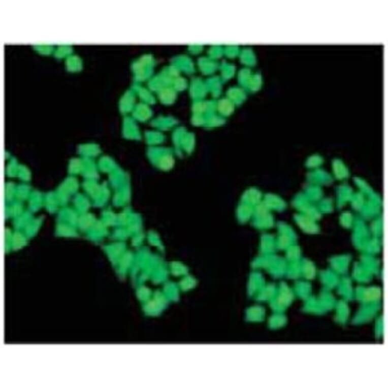 Diagram - Cellstain™ Calcein-AM - Viability Stain (A57453) - Antibodies.com