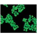 Diagram - Cellstain™ Calcein-AM - Viability Stain (A57453) - Antibodies.com