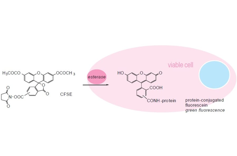 Diagram - CFSE - Cell Proliferation Dye (A57455) - Antibodies.com