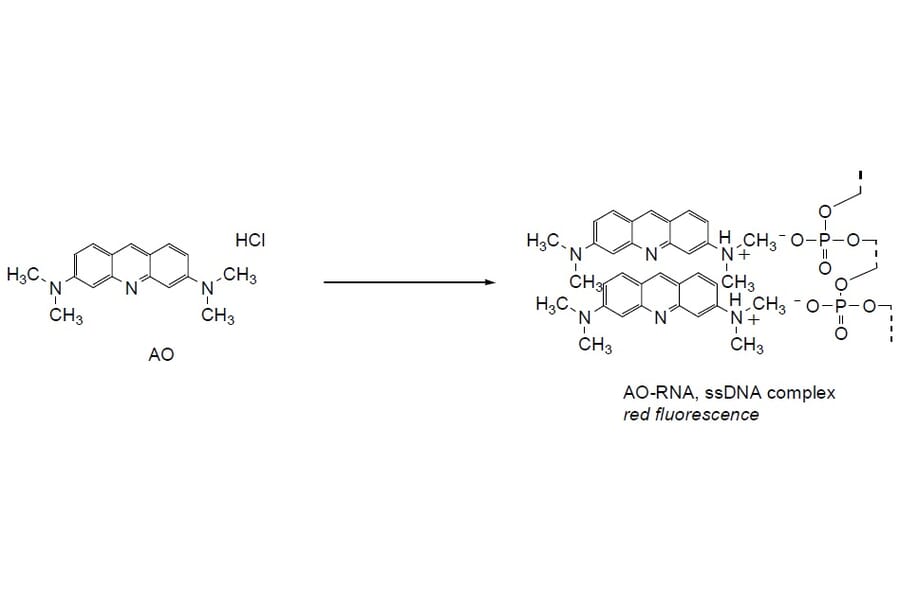 Diagram - Bacstain™ Acridine Orange - Solution (A57467) - Antibodies.com