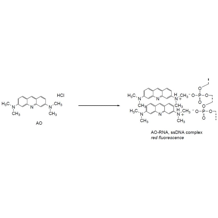 Diagram - Bacstain™ Acridine Orange - Solution (A57467) - Antibodies.com