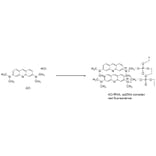Diagram - Bacstain™ Acridine Orange - Solution (A57467) - Antibodies.com