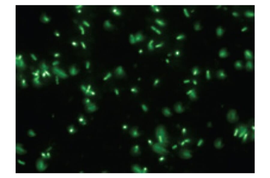 Diagram - Bacstain™ Acridine Orange - Solution (A57467) - Antibodies.com
