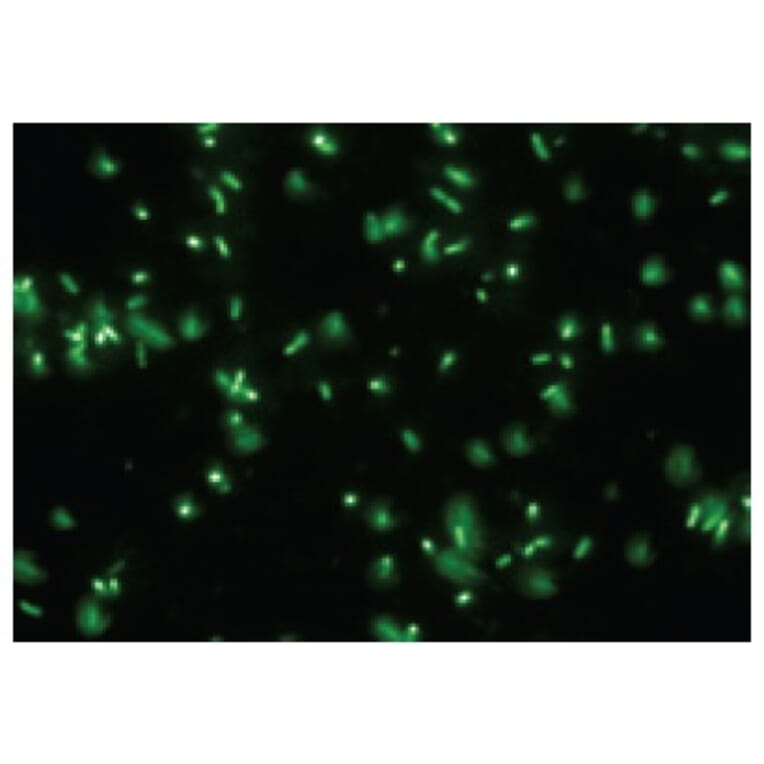 Diagram - Bacstain™ Acridine Orange - Solution (A57467) - Antibodies.com