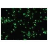 Diagram - Bacstain™ Acridine Orange - Solution (A57467) - Antibodies.com