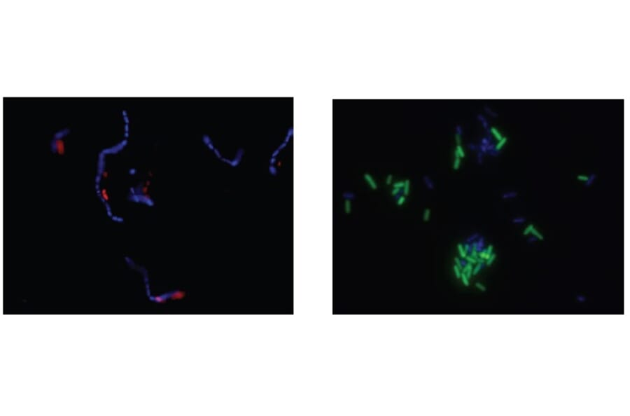 Diagram - Bacstain™ DAPI - Solution (A57468) - Antibodies.com