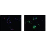 Diagram - Bacstain™ DAPI - Solution (A57468) - Antibodies.com