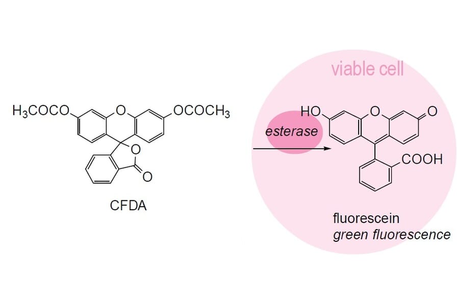 Diagram - Bacstain™ CFDA - Viability Stain Solution (A57469) - Antibodies.com
