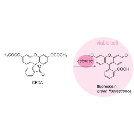 Diagram - Bacstain™ CFDA - Viability Stain Solution (A57469) - Antibodies.com